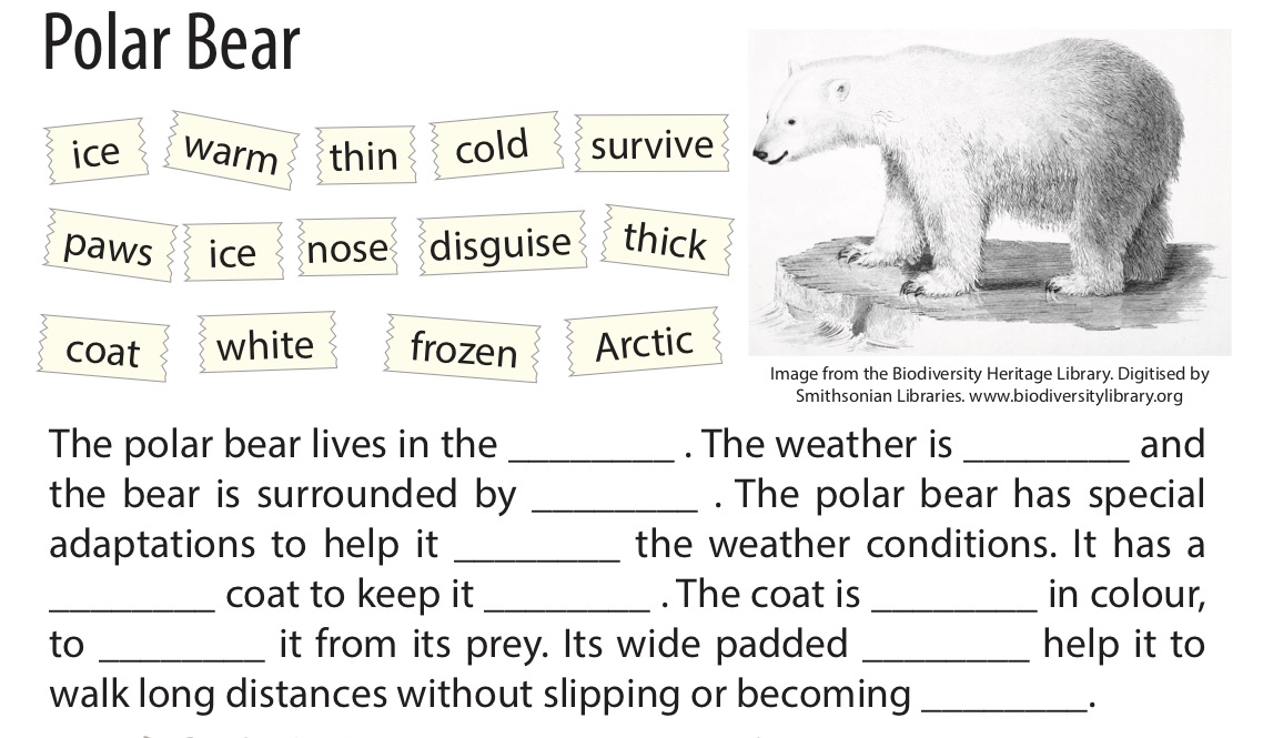 Bear