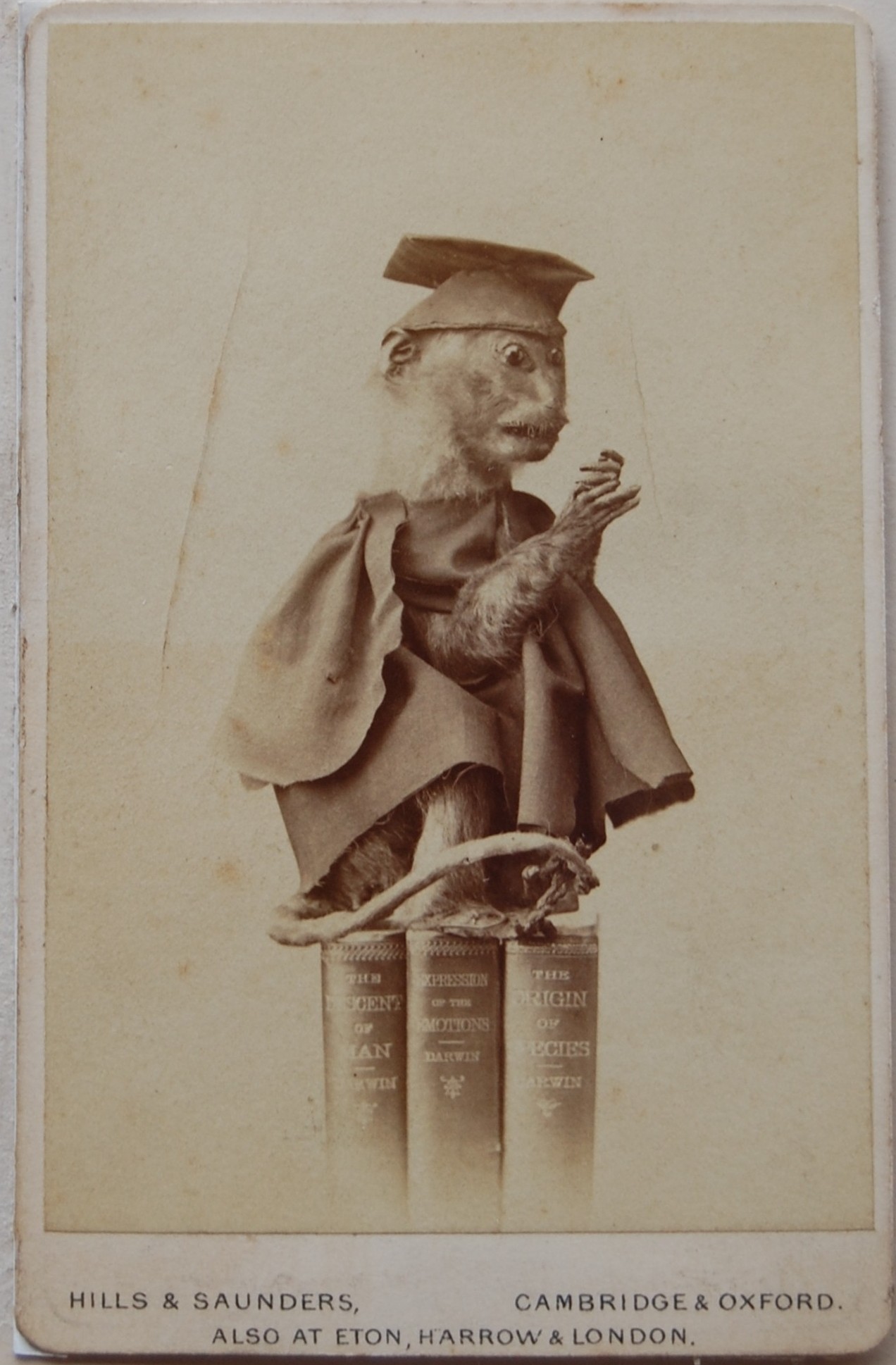Monkey suspended at Darwin’s honorary LLD ceremony