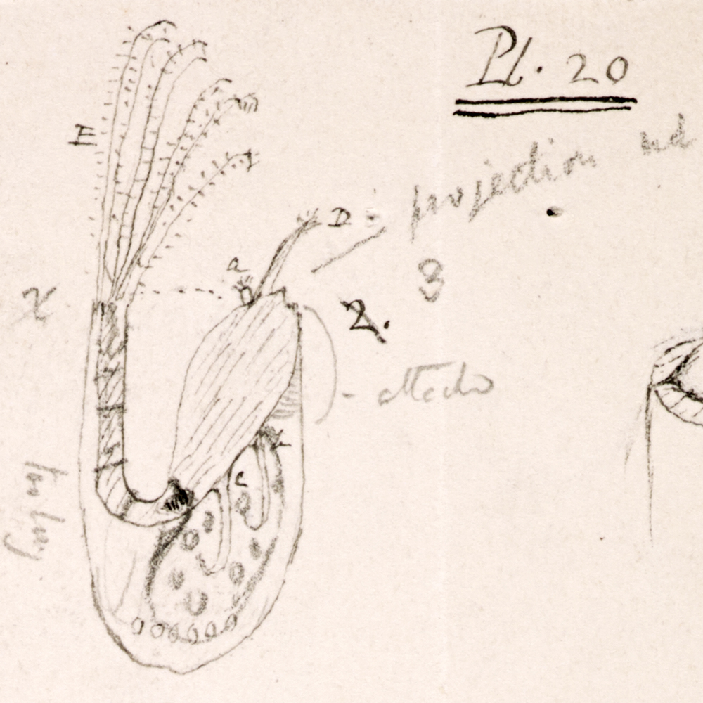 “Mr. Arthrobalanus” a barnacle observed by Darwin on board the Beagle “Mr. Arthrobalanus” a barnacle observed by Darwin on board the Beagle