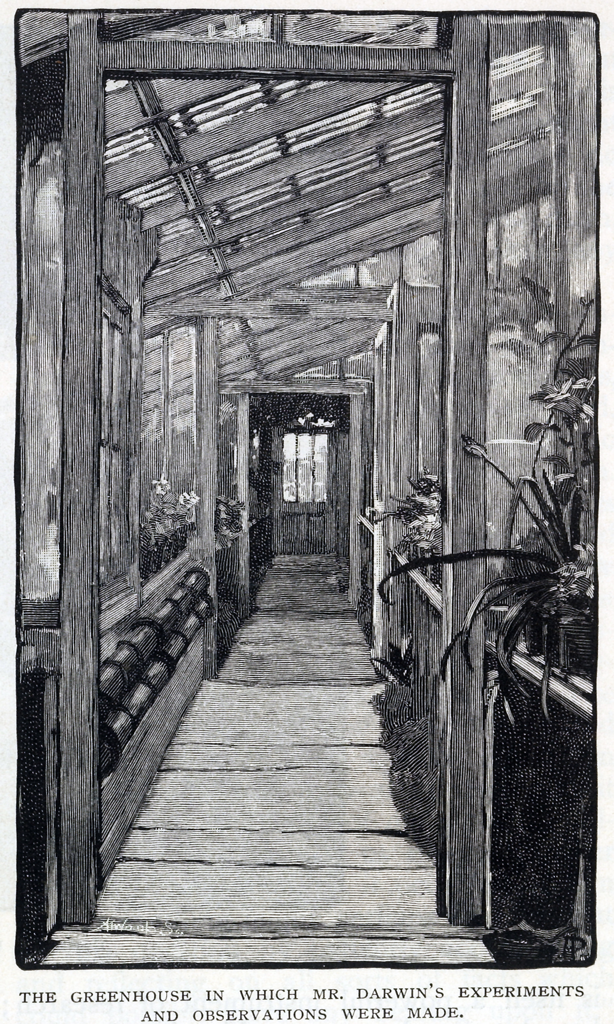 Down House hothouse Down House hothouse