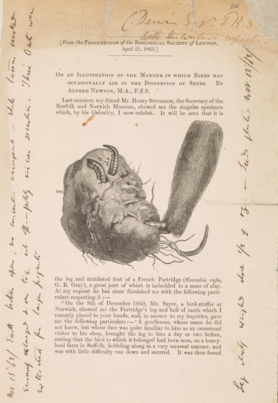 Illustration of a partridge foot, sent to Darwin by Alfred Newton Illustration of a partridge foot, sent to Darwin by Alfred Newton