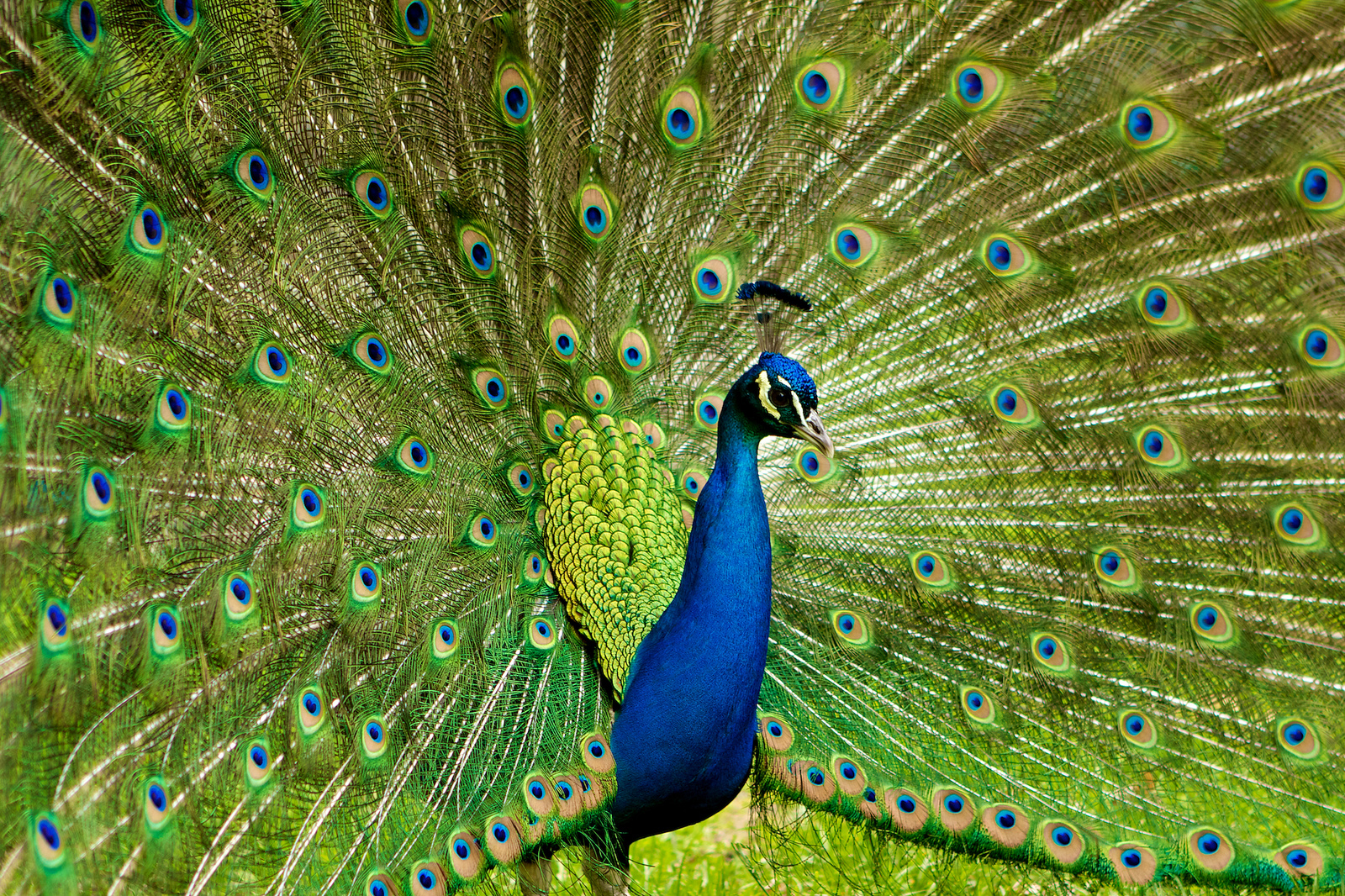 A peacock A peacock