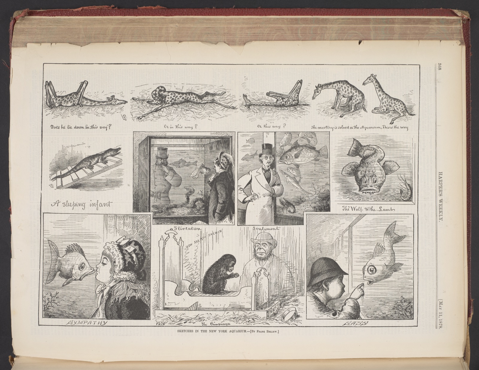 4.33 'Harper's Weekly', Bellew caricature 4.33 'Harper's Weekly', Bellew caricature